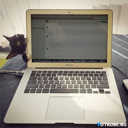 кот не любит макбук