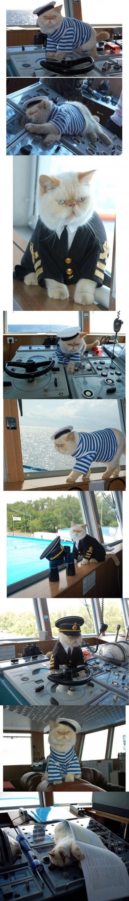 кот на корабле