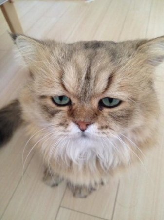 грустный японский кот