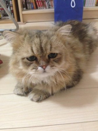 японский кот грустит