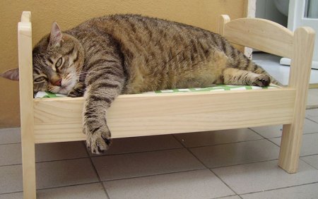 толстый кот на своем ложе