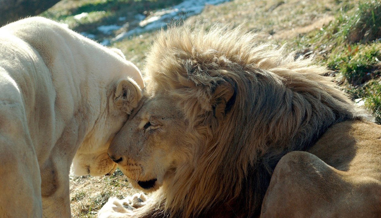 Любовный лев неделя. Лев и львица. Львы любовь. Львы нежность.