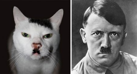Кот - Адольф Гитлер