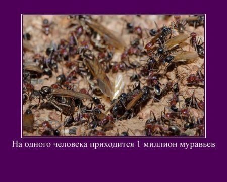 1 млн муравьев