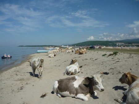 пляж для коров