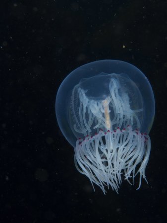 белая медуза