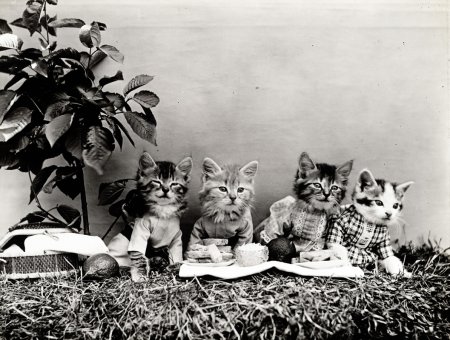 коты на пикнике