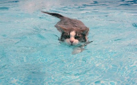 плывущий кот