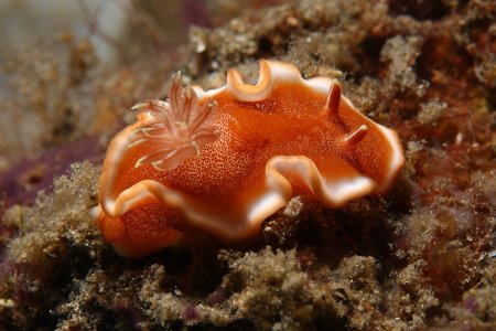 морской молюск