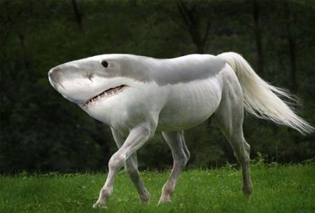 лошадь акула