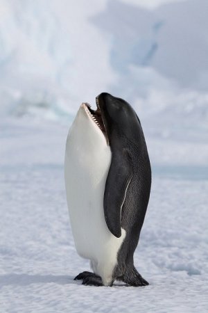 пингвин дельфин
