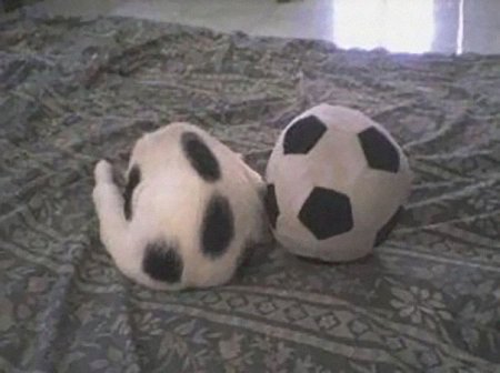 кот и мяч