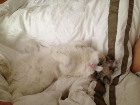 кот на одеяле
