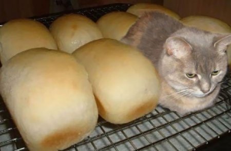 кот и хлеб