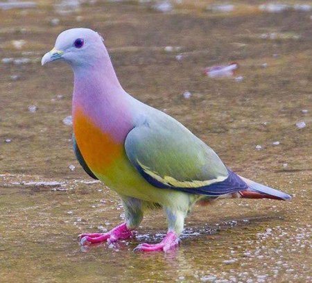   Pink-necked green pigeon
