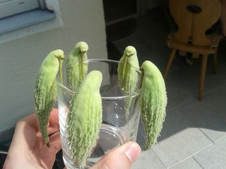 Растения выглядят как попугаи