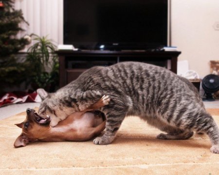 Кошки vs Собаки фото 1