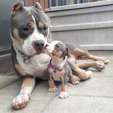мама и ее щенок