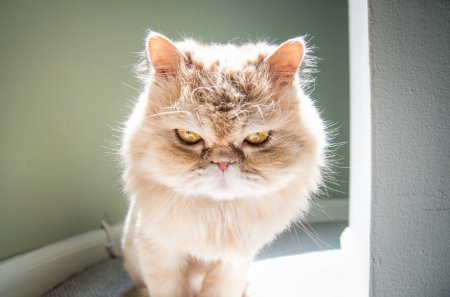 сердитый кот