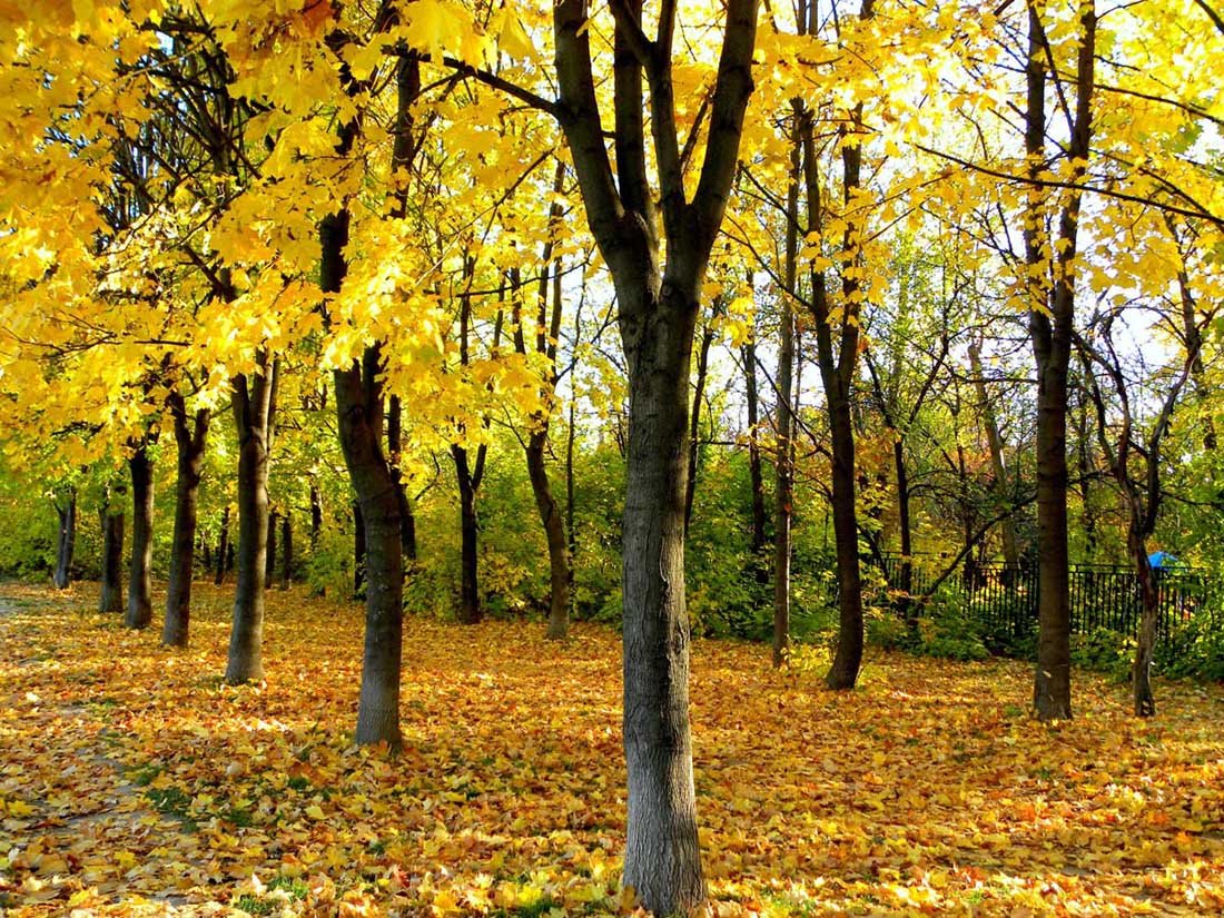 Пришел сентябрь золотой. Осень листопад. Золотой лес. Золотой сентябрь. Костанай осенью природа.
