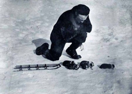 Участник антарктической экспедиции Джордж Блэк играет с щенками ездовых собак, запрягнув их в маленькие сани, 1929 год