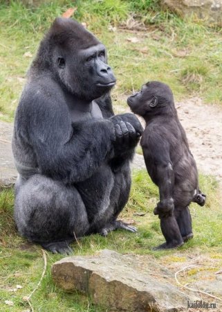 горилла с детёнышем