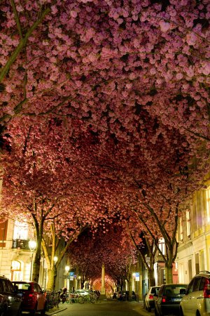 Цветущие вишни, Германия
