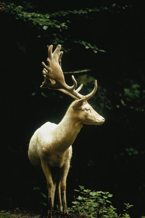 Белый олень, Швейцария, 1973 год