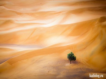 дерево в пустыне