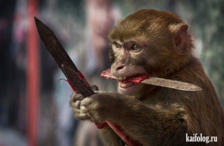 обезьяна с ножом