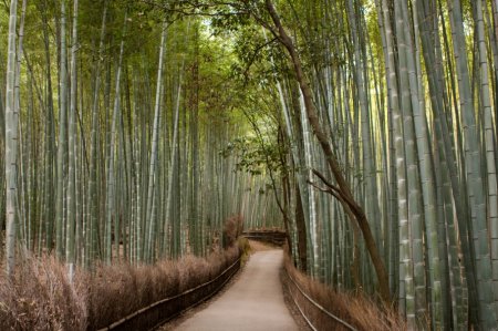 Бамбуковый лес, Киото, Япония