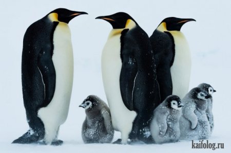 пингвины с детенышами