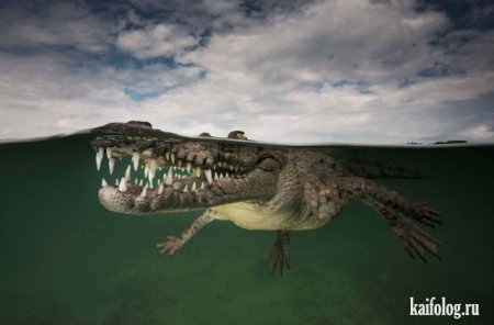 зубастый крокодил