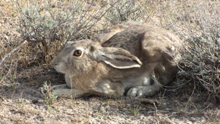 Палевый мех зайца-толая (Lepus tolai) делает его незаметным на фоне песка в пустыне.