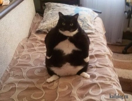 жирный кот
