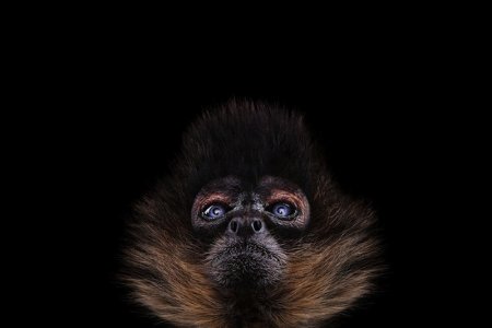 Паукообразная обезьяна