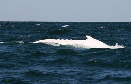 белый кит-горбач