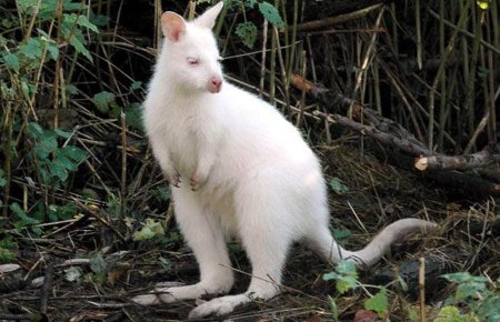 кенгуру-альбинос