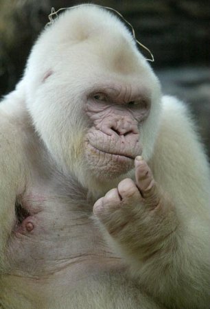 горилла-альбинос