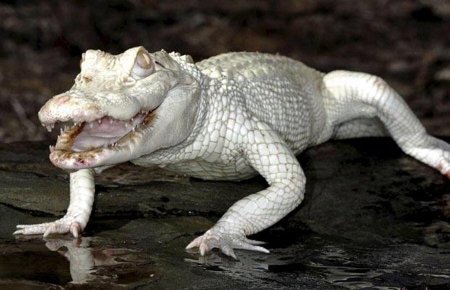 крокодил-альбинос