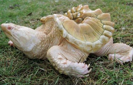 каймановая черепаха альбинос