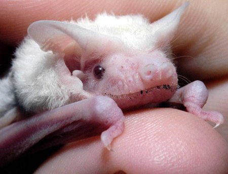 летучая мышь-альбинос