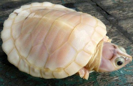 черепаха-альбинос