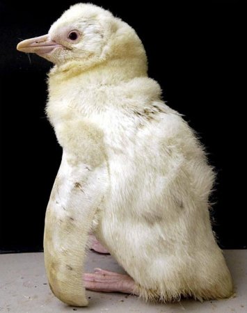 пингвин-альбинос