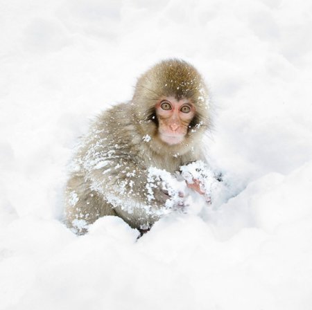 обезьянка в снегу
